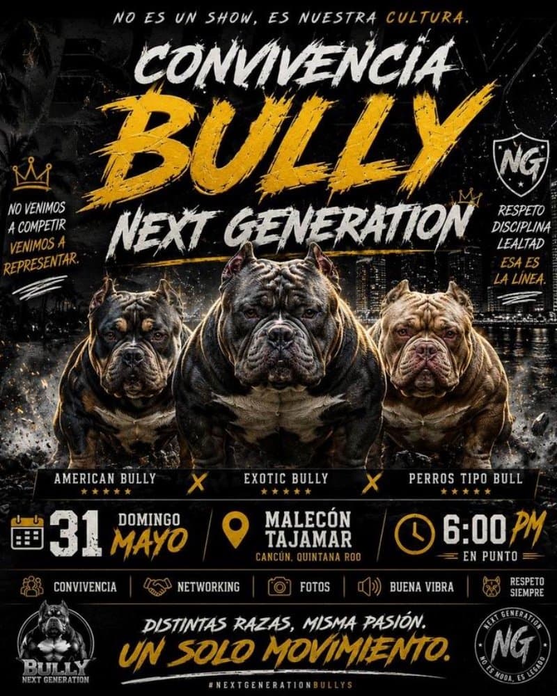 Convivencia bully