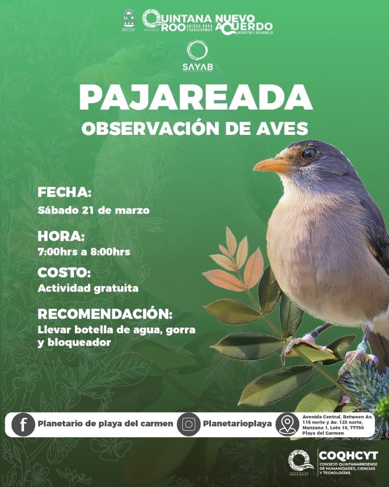 Pajareada Observación de Aves