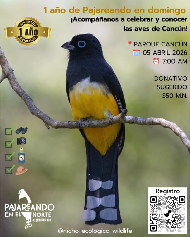 Pajareando en el Norte