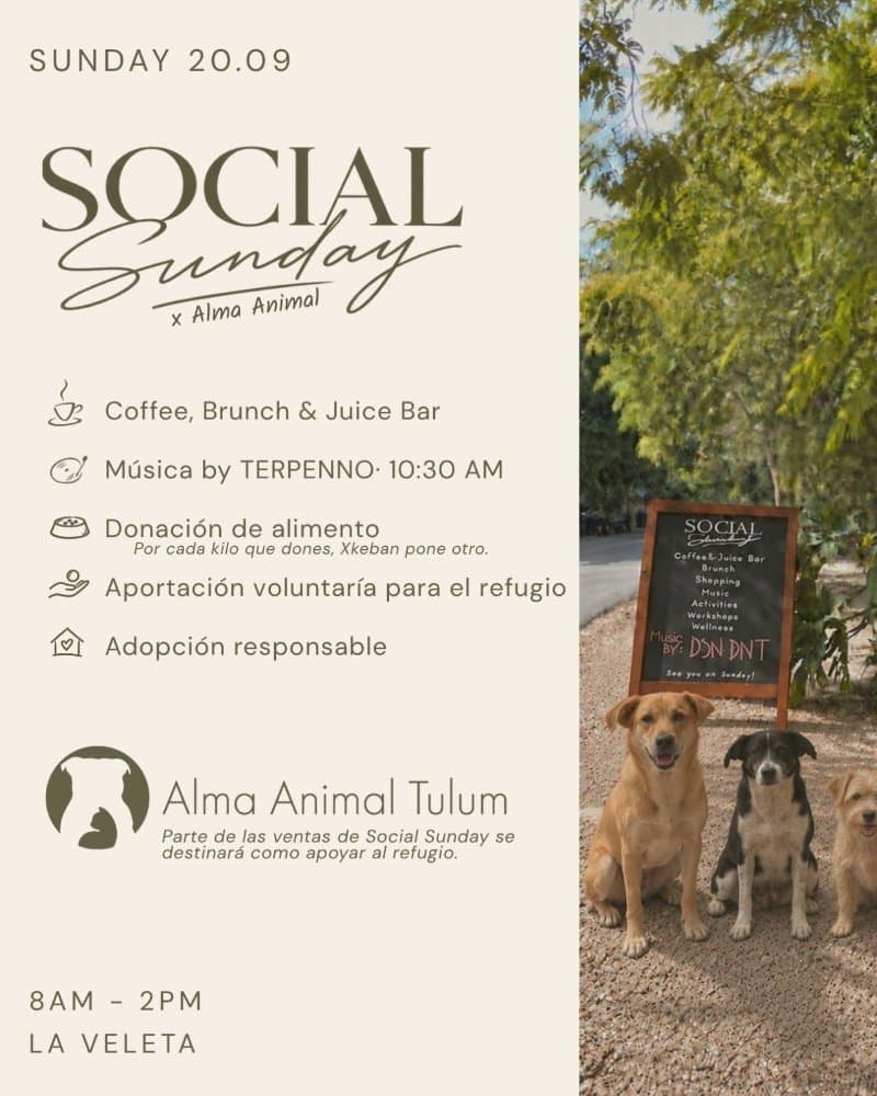 Social Sunday x alma animal